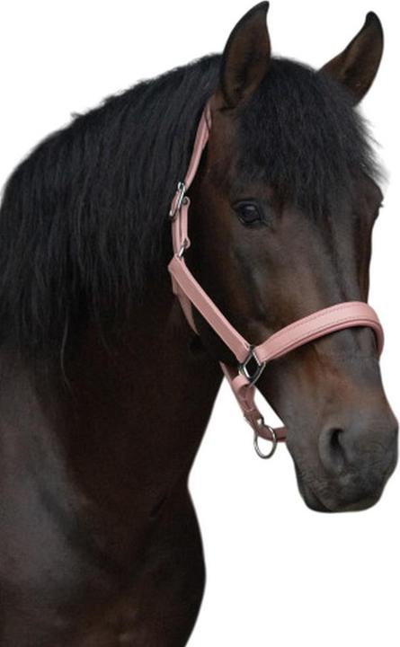 Image du produit Hy Equestrian - Licol SERENA