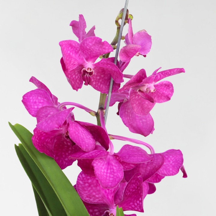 Actual product image Plant in a Box Vanda 'Tayanee Cerise' - Orchid (65 cm)