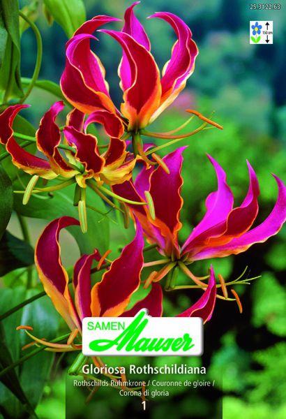 Image du produit Samen Mauser Gloriosa Rothschildiana (Graines de fleurs)