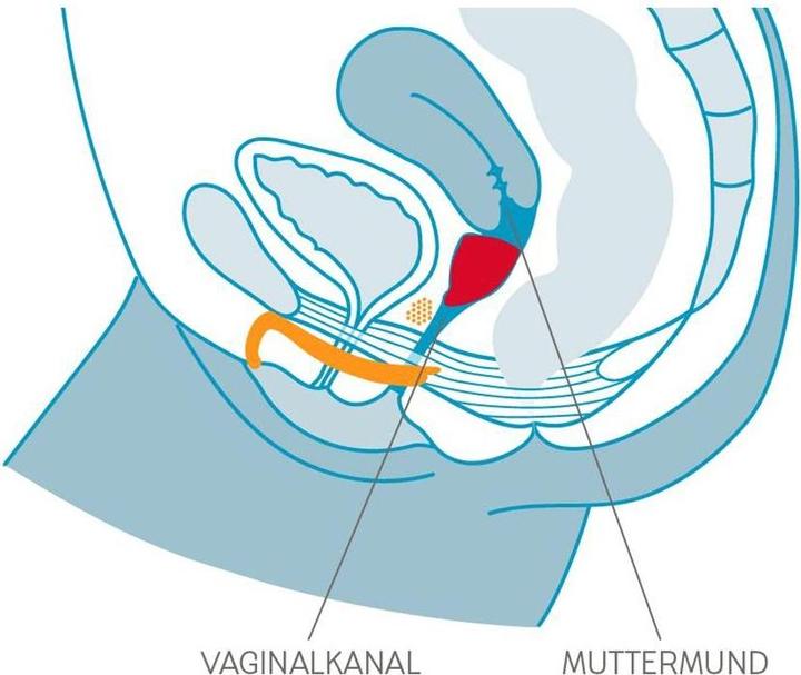 Actual product image Fun Factory Fun Cup (Large, Mini)