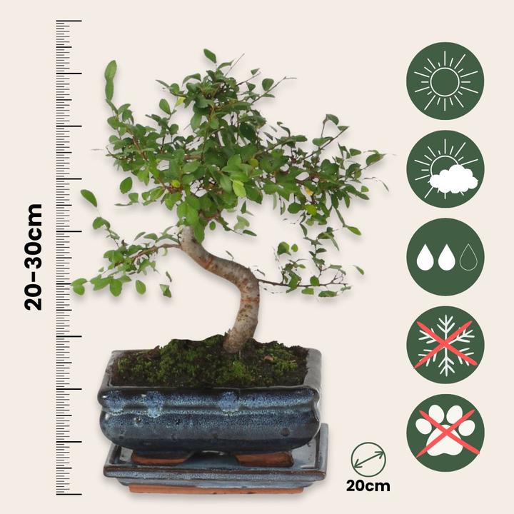 Actual product image Plant in a Box Zelkova serrata - Bonsaibaume (20 cm)