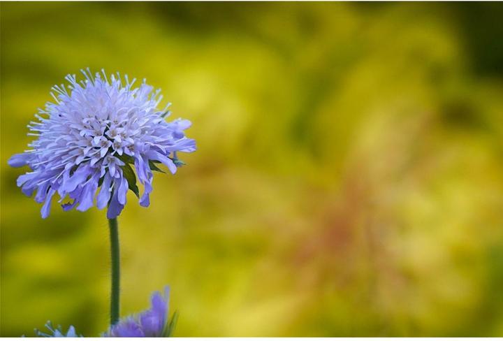 Image du produit Tokina SZX Super Télé 400mm f/8 Reflex Monture Z Nikon (Nikon Z, Plein format)