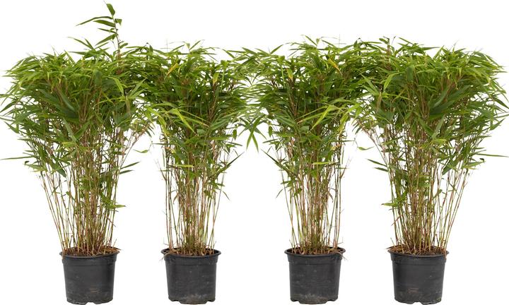 Plant in a Box Fargesia nitida 'Gansu' - Set of 4 Gansu bamboo (50 cm)