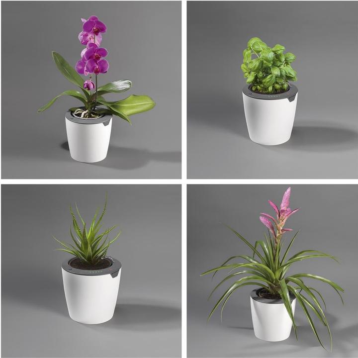 Produktbild Die Höhle der Löwen LazyLeaf