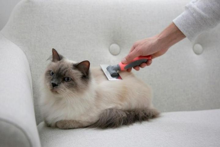 Produktbild Kerbl Softzupfbürste (Katze)