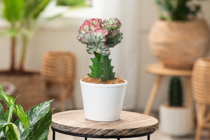 Produktbild Plant in a Box Euphorbia Lactea Cristata, Euphorbia Lactea Frankii - 2er Mischung Sukkulenten (25 cm)