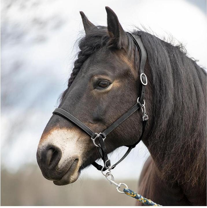 Soulhorse Elegantes Lederhalfter aus Fettleder