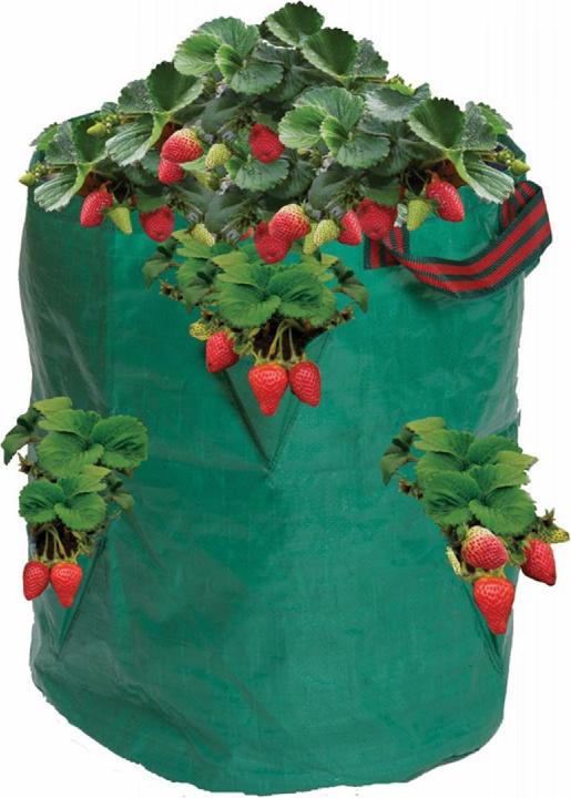 Garland Strawberries and herbs bag