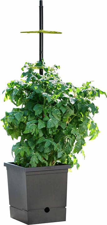 Produktbild Romberg Tomatentopf mit Selbstbewässerung und Rankhilfe – Recycelter Kunststoff, 17L Pflanztopf, Ide (26 cm)