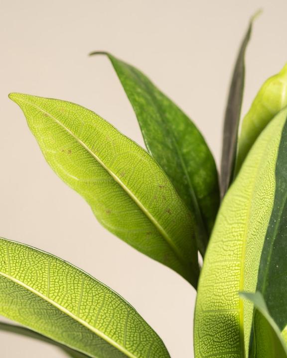 Image du produit feey Afrikanischer Feigenbaum (60 cm, Fraîchement rempotés)