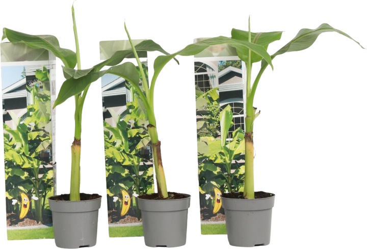 Image du produit Plant in a Box Musa Basjoo - Set de 3 bananiers (40 cm)