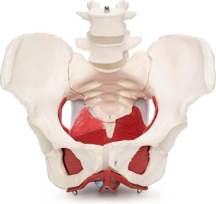 Immagine prodotto Cranstein Scientific Weibliches Becken Modell A-371 mit Organen