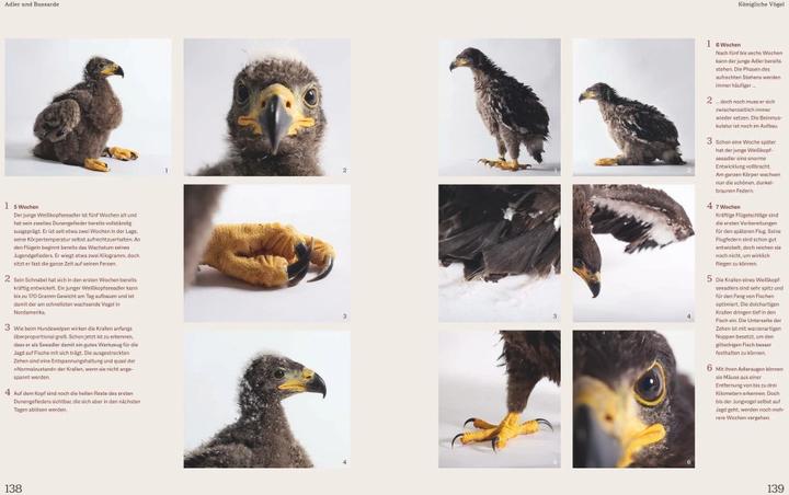 Produktbild Vom Schlüpfen bis zum ersten Flug (Deutsch, Tobias Lohf, 2021)