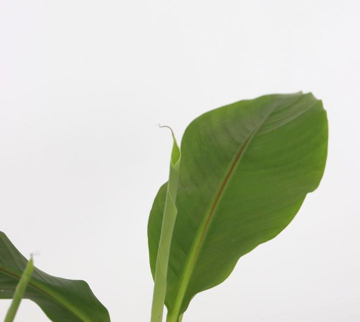 Produktbild Plant in a Box Musa Basjoo - (25 cm)