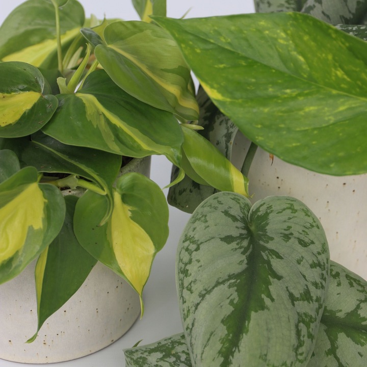 Produktbild Plant in a Box Philodendron Scandens Brasil, Epipremnum Trebi, Epipremnum Aureum - 3er-Set Efeutute (25 cm)
