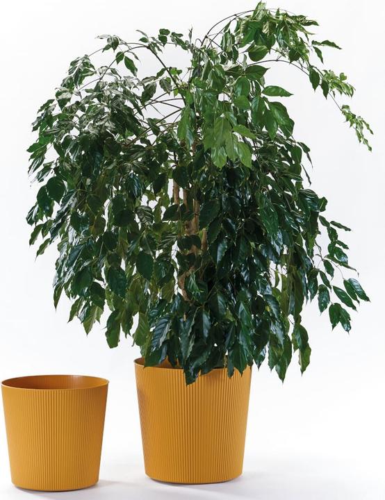 Produktbild Euro3plast Blumentopf Fyre Ø 30 cm mango Greener, mit Rollen