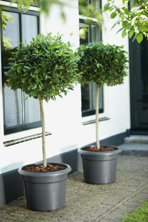 Produktbild Elho Green Basics (54 cm)