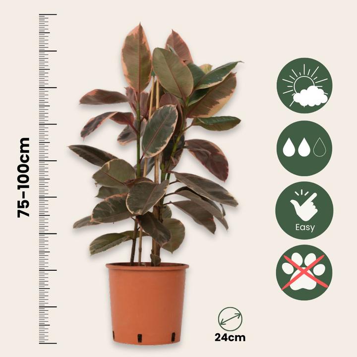 Produktbild Plant in a Box Ficus Elastica Belize - Gummibaum (75 cm)