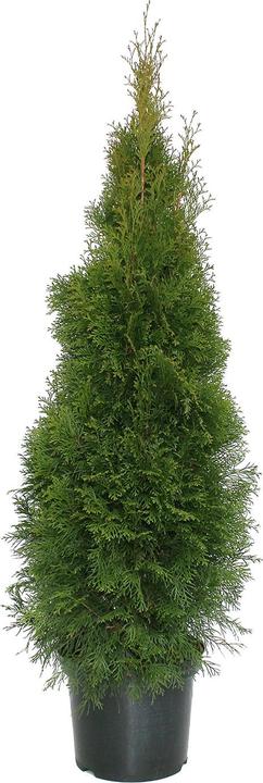 150 cm
