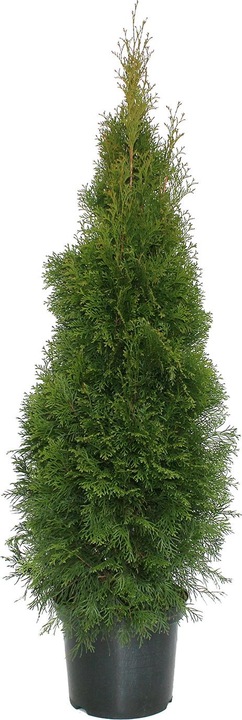 Actual product image Zulauf Smaragd American Arborvitae (150 cm)