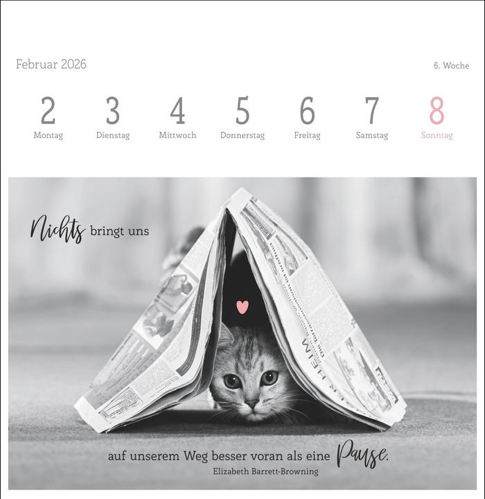 Produktbild Katzen Weisheiten Premium-Postkartenkalender 2026 (16,5 x 17,7 cm)