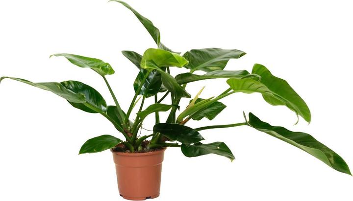 Actual product image VEG and the City Cali (Tree Lover - Philodendron Imperial Green) (65 cm)