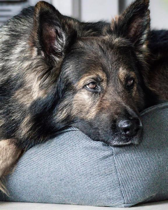 Produktbild Flamingo Baldar Orthopedisch Hondenbed â€“ Roze, 80 cm | Heerlijk Steunend & Zacht voor je Hond (Hund)