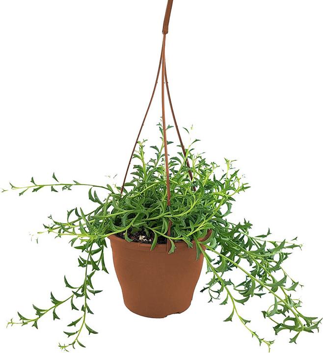 Produktbild Plant in a Box Senecio peregrinus - Delfinpflanze (10 cm)