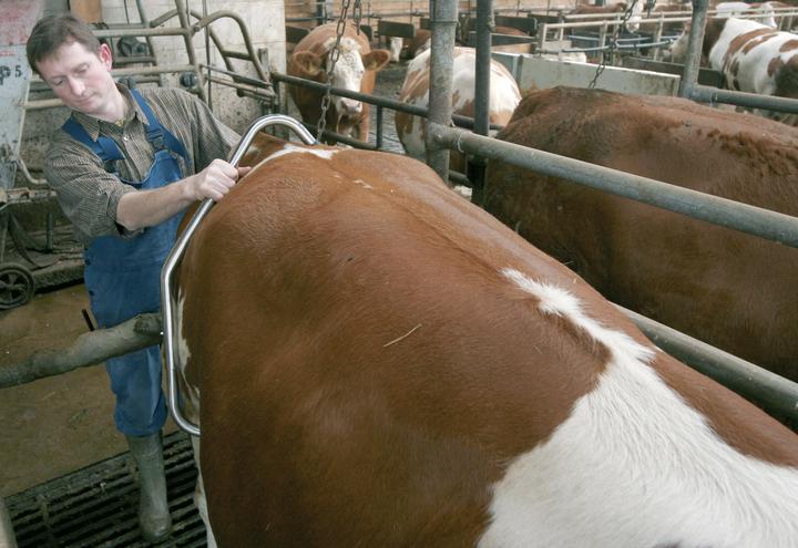 Actual product image Kerbl Stainless steel fist cuffs, new, in single box (1 pcs.)