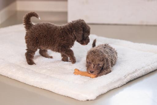 Immagine prodotto Beeztees Manubrio dentale per cuccioli (Giochi per cuccioli)