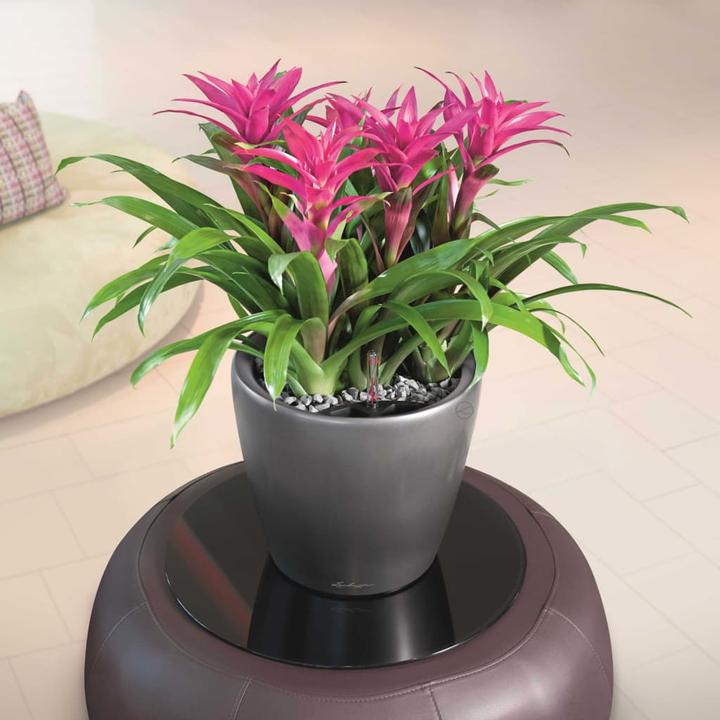 Produktbild Lechuza Classico (36 cm)