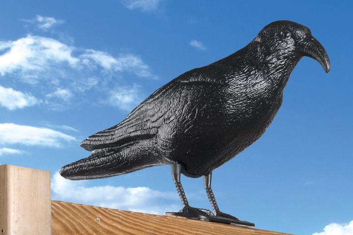 Image du produit Lifetime Pigeon scarer crow PL