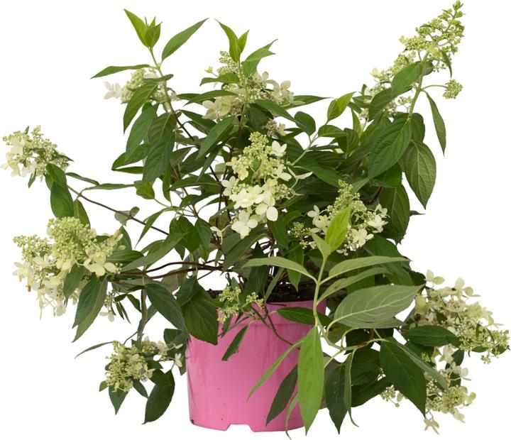 Actual product image Plant in a Box Hydrangea paniculata 'Confetti' - Hydrangea (25 cm)