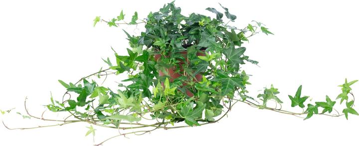 Produktbild Flowerbox Gemeiner Efeu- Hedera helix (20 cm)