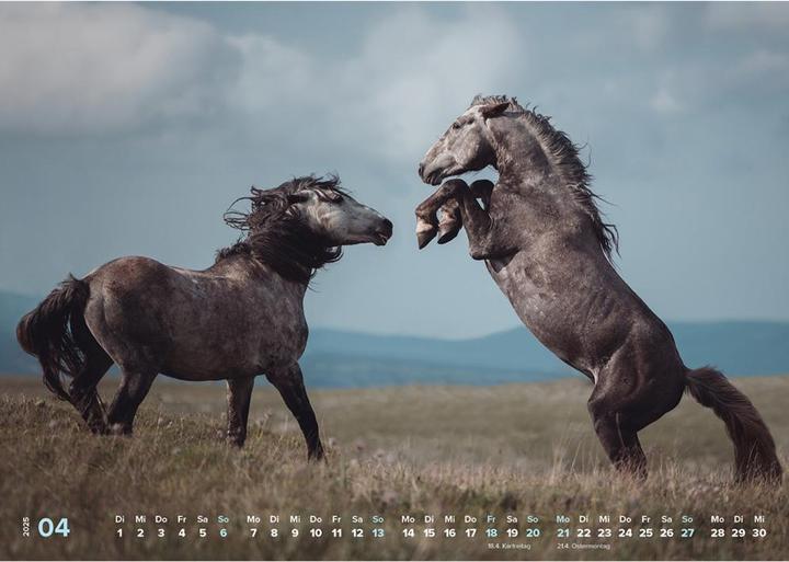 Actual product image Haas:Horse calendar 2025 Horse happiness! (A3)