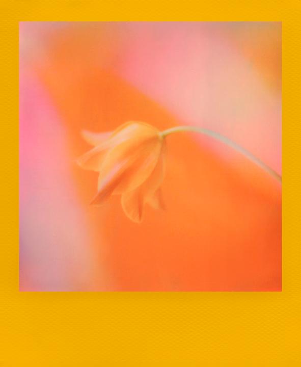 Image du produit Polaroid Film couleur (i-Type)