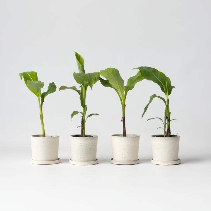 Produktbild Plant in a Box Musa Basjoo - (25 cm)