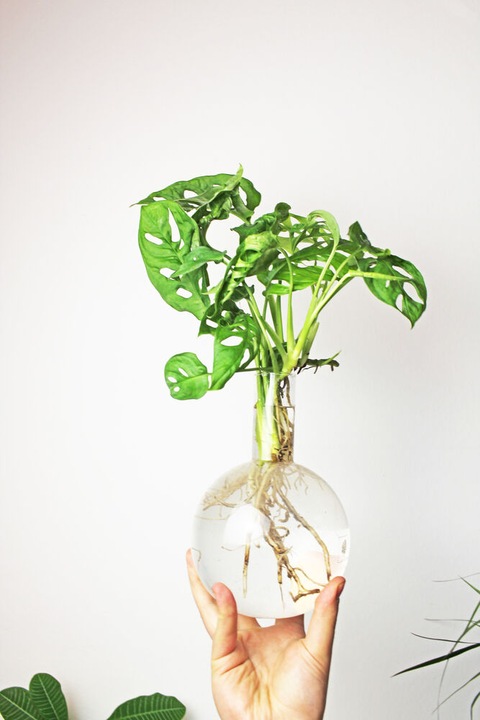 Immagine prodotto Winkee Vaso Idro Flora (1 x, 1.50 l)
