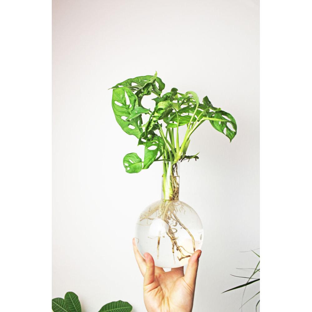 Thumbnail - Winkee, Vase, Hydro Vase Flora (1 x, 1.50 l)