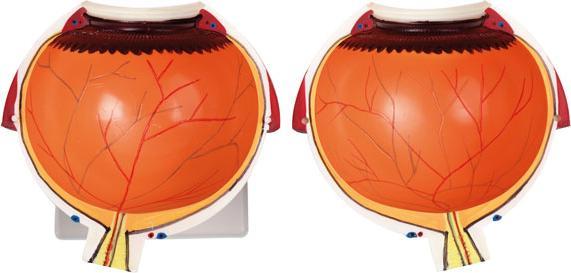 Actual product image Betzold Eye model