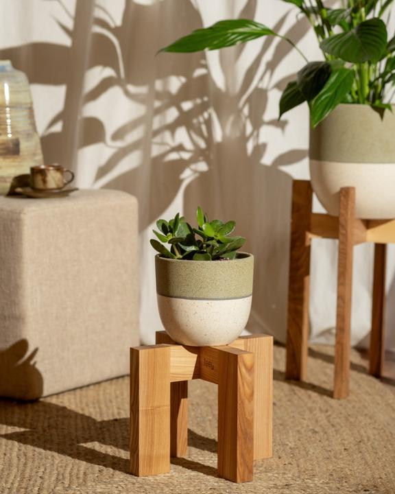 Produktbild feey Geldbaum (15 cm, Frisch umgetopft)