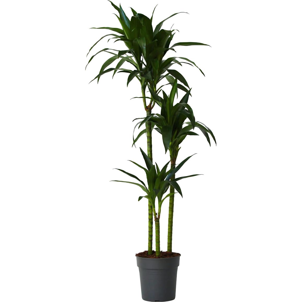 Plant in a Box, Pflanzen, Dracaena fragrans Janet Craig - (140 cm)