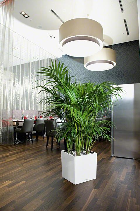 Productafbeelding Lechuza Kubus (39 x 39 x 40 cm)