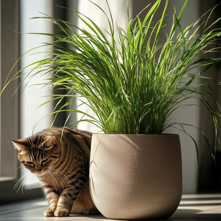 Produktbild Plant in a Box Cyperus zumula - 6er Set Zyperngras (30 cm)