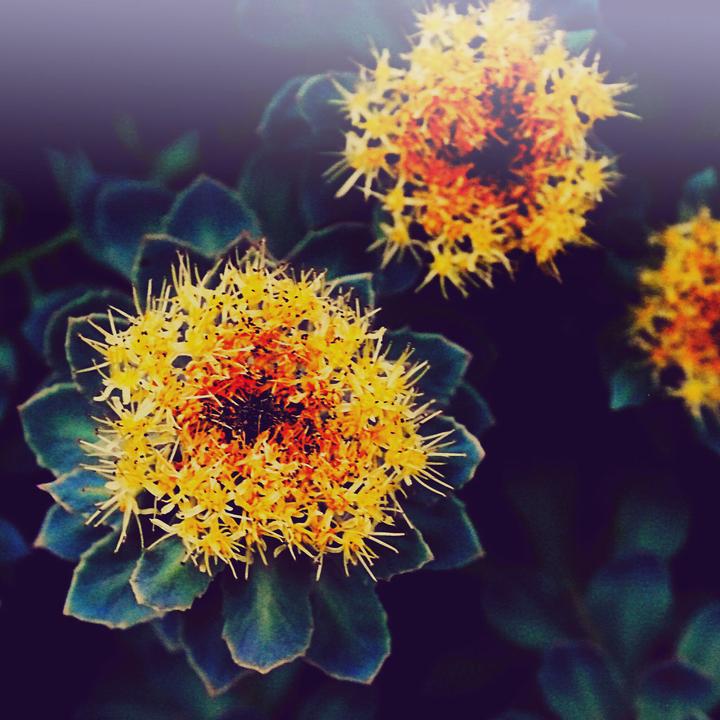 Image du produit Zimmerli Adaptogene Poudre de Rhodiola Rosea (BIO) (1 pièce(s), Poudre, 100 g)