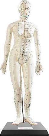 Actual product image Newgen medicals Acupuncture model
