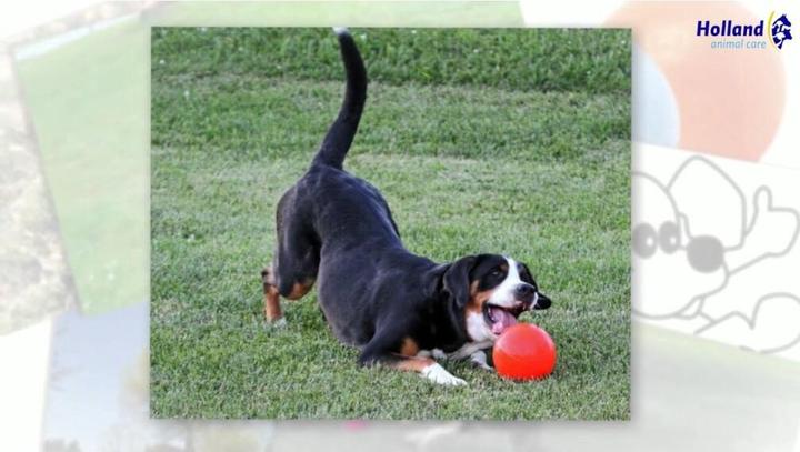 Actual product image Jolly Pets Jolly Ball Bounce-n Play 15cm Rot