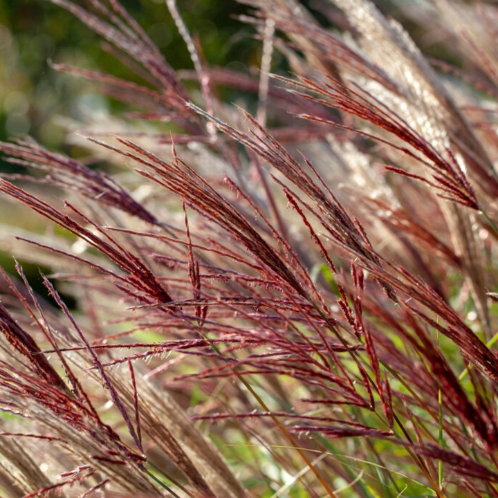 Actual product image Plant in a Box Miscanthus sinensis 'Red Chief' - Ornamental grass (40 cm)