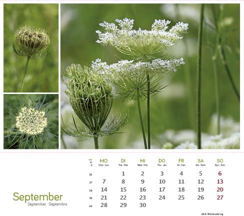 Produktbild HeilpfanzenrundumdenBodensee2026