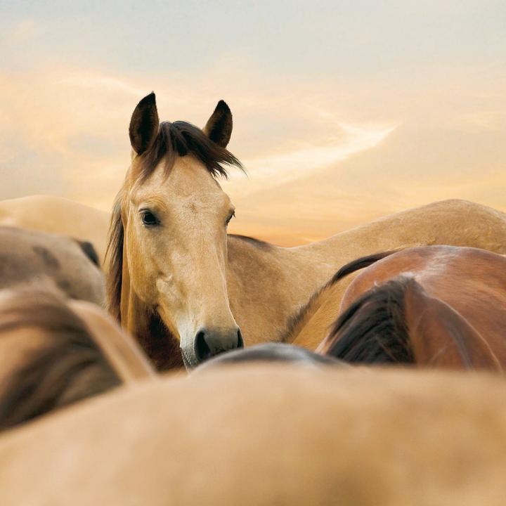 Produktbild Magic Horses 2026 (30x30cm)
